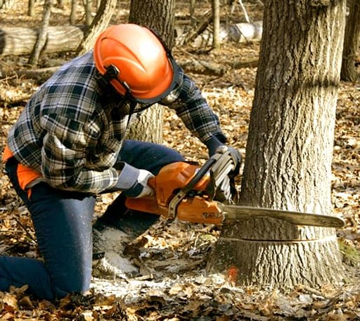 Tree Removal in Cushman, AR